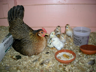 Conchita and baby chicks, La Ceiba,Honduras