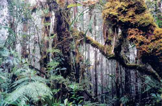 Objek Wisata Kalimantan Tengah