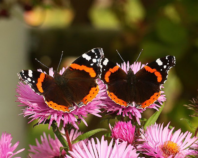 Admiral, Vanessa atalanta