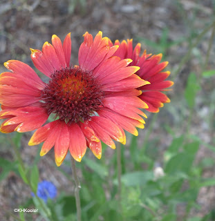 Gaillardia, blanket flower