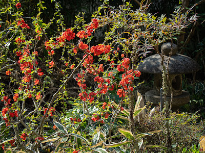 Boke (Chaenomeles speciosa) flowers: Engaku-ji