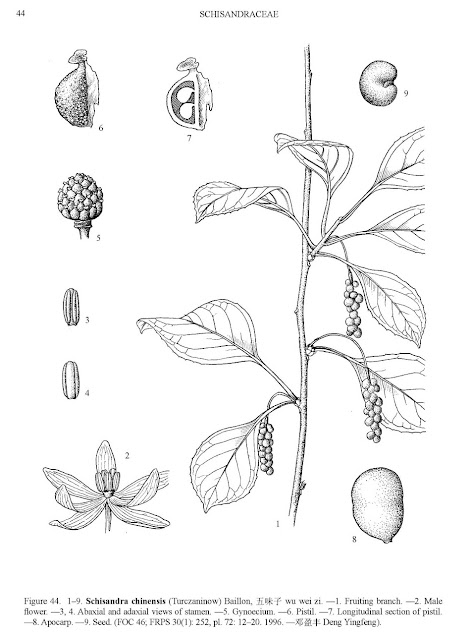 Cytryniec chiński Schisandra chinensis uprawa w Polsce Five-flavor berry owoce zastosowanie opis owoc pochodzenie wygląd właściwości opinie na co jak uprawiać cytryniec? Po jakim czasie owocuje cytryniec? Jak smakuje owoc smak systematyka cięcie pielęgnacja