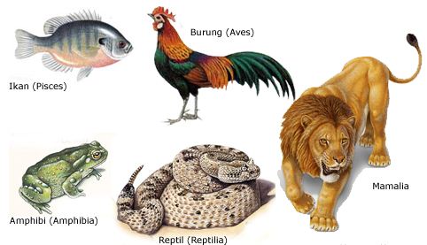 Pengertian dan Ciri-ciri Hewan Vertebrata serta Macam 