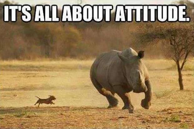 funny-animals-57-2015-06-13-18-00.jpg