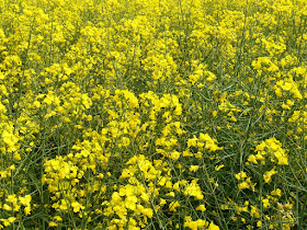 宮崎県・西都原古墳群の菜の花