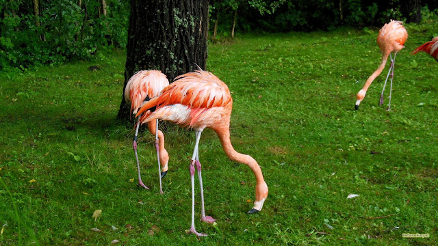 Groen gras en roze flamingos in Aquazoo