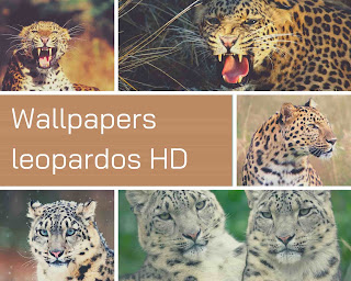 Fondos de pantalla leopardos HD
