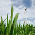 Een project van 11 nieuwe windturbines in Thuin en Ham-sur-Heure-Nalinnes