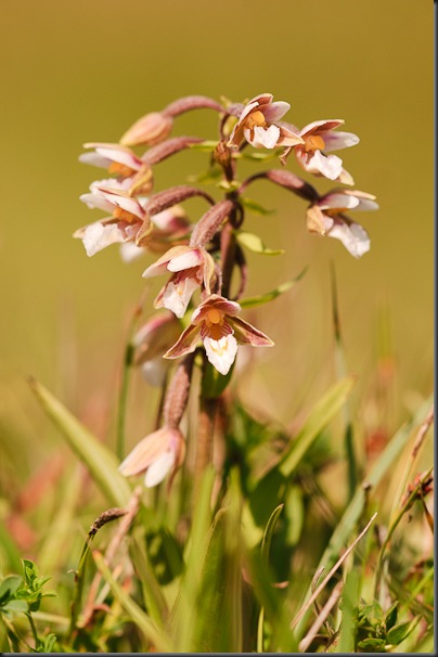 Marsh Helleborine