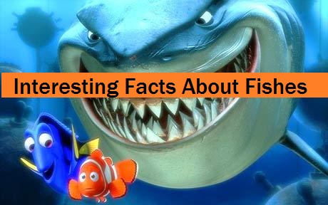  Interesting Facts About Fishes