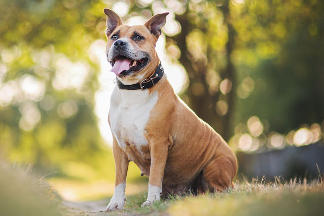 american-staffordshire-terrier-dog