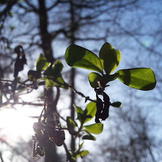 more honeysuckle and winter sun by AliceDrawsTheLine