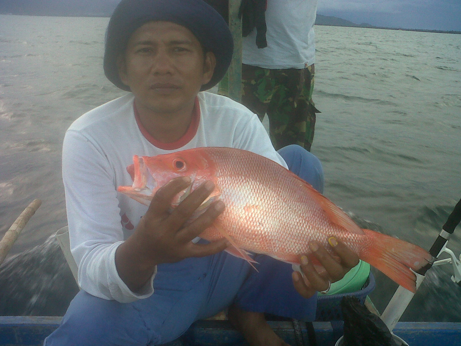 Koleksi Gambar Foto Ikan Kakap Merah Terbaru GambarBinatangCom