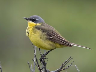 Lavandera de Chukotka (Motacilla tschutschensis)