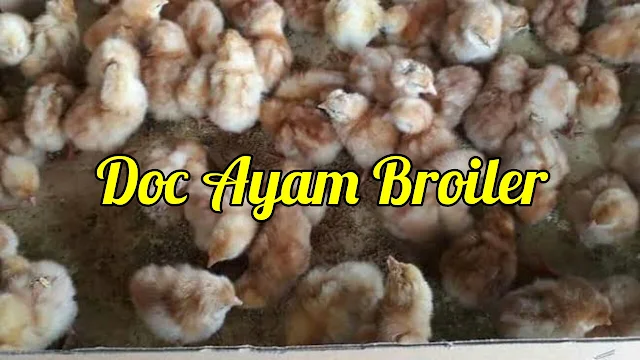 Doc Ayam Broiler