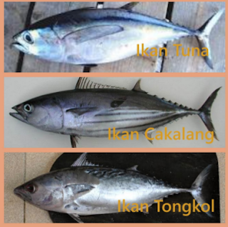 TUNA, TONGKOL DAN IKAN CAKALANG