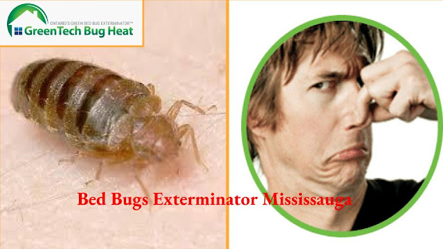 Bed Bug Heat Treatment Pickering