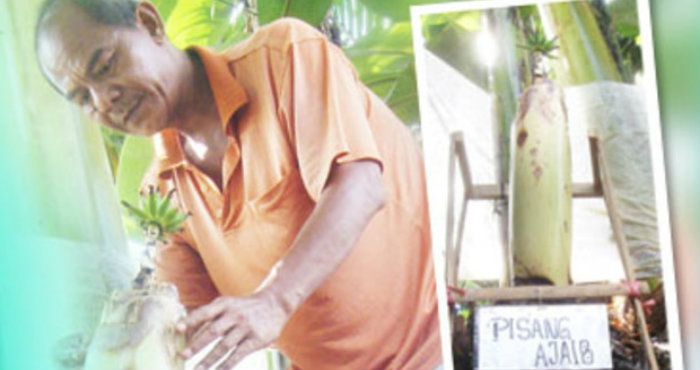 Tumbuh Pisang Aneh, Ternyata Ada Sosok Hantu Pocong