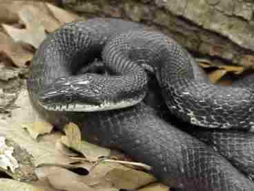 Black Snake