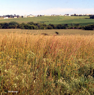 tallgrass prairie
