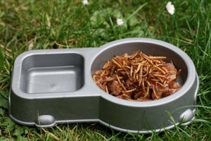 The Hedgehog Shed: Feeding