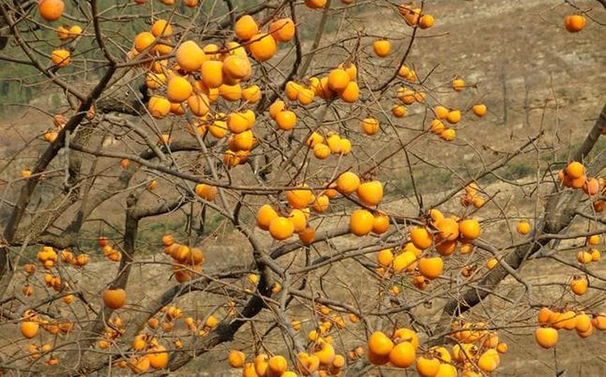 bibit benih seeds biji buah kesemek date plum persimmon best to make jam isi 6 biji Sumatra Barat