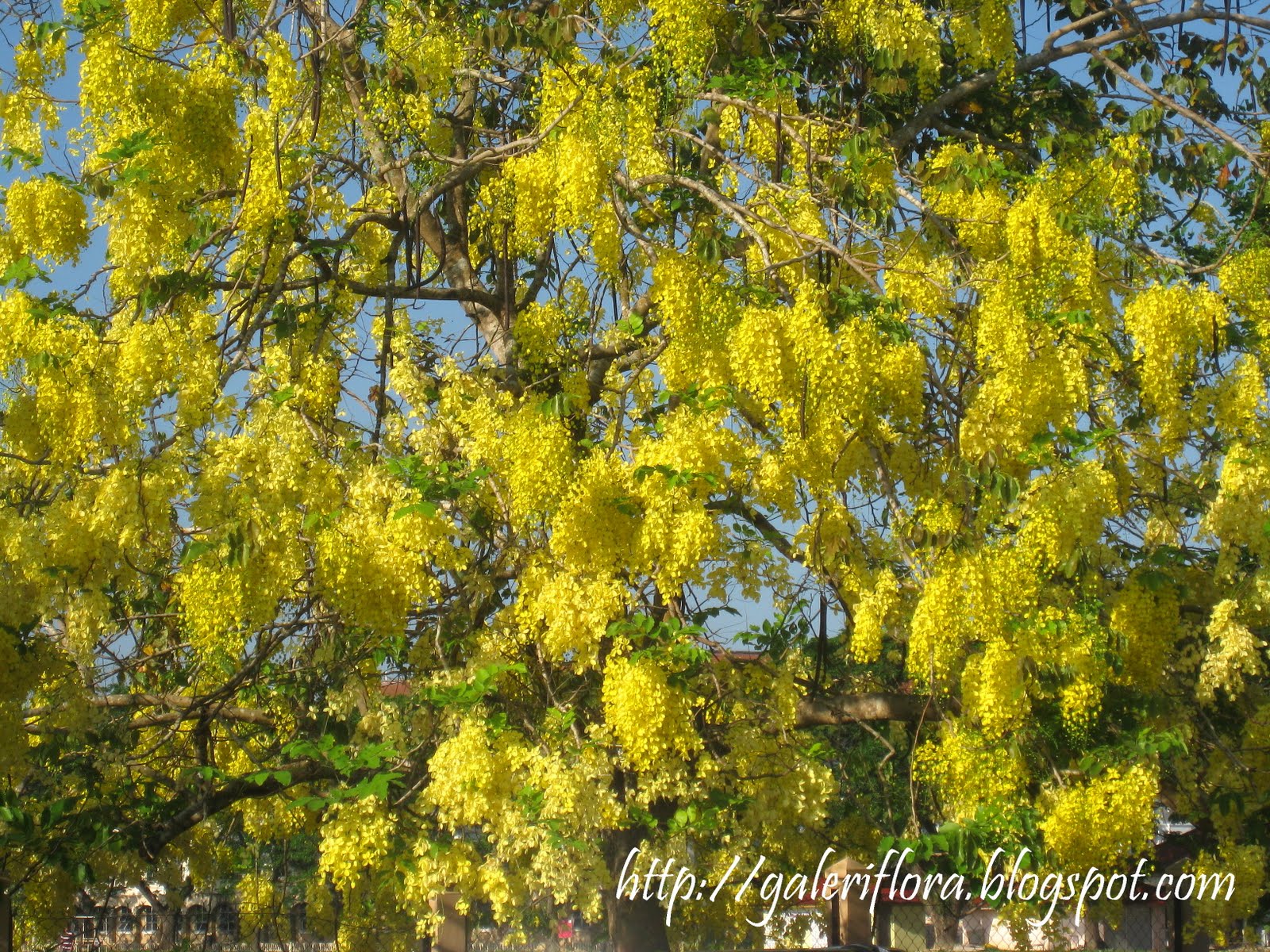 Galeri flora: Cassia fistula (Golden Shower Tree)