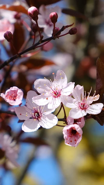 Papel de Parede Galho com Flores Rosa de Cerejeira