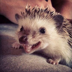 Funny animals of the week - 21 March 2014 (40 pics), funny animal pictures, happy hedgehog