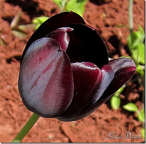 Tulip_Queen_Night2