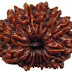 15  mukhi Rudraksha