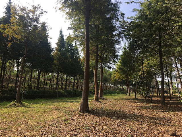 Bald Cypress forest at Yuliao Site in Chiayi, Taiwan