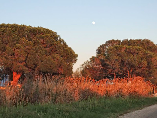 CamargueSonnenuntergang