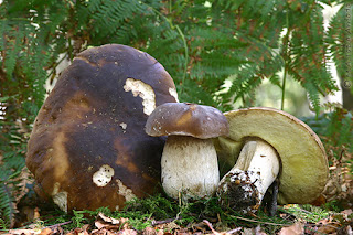 boletus edulis