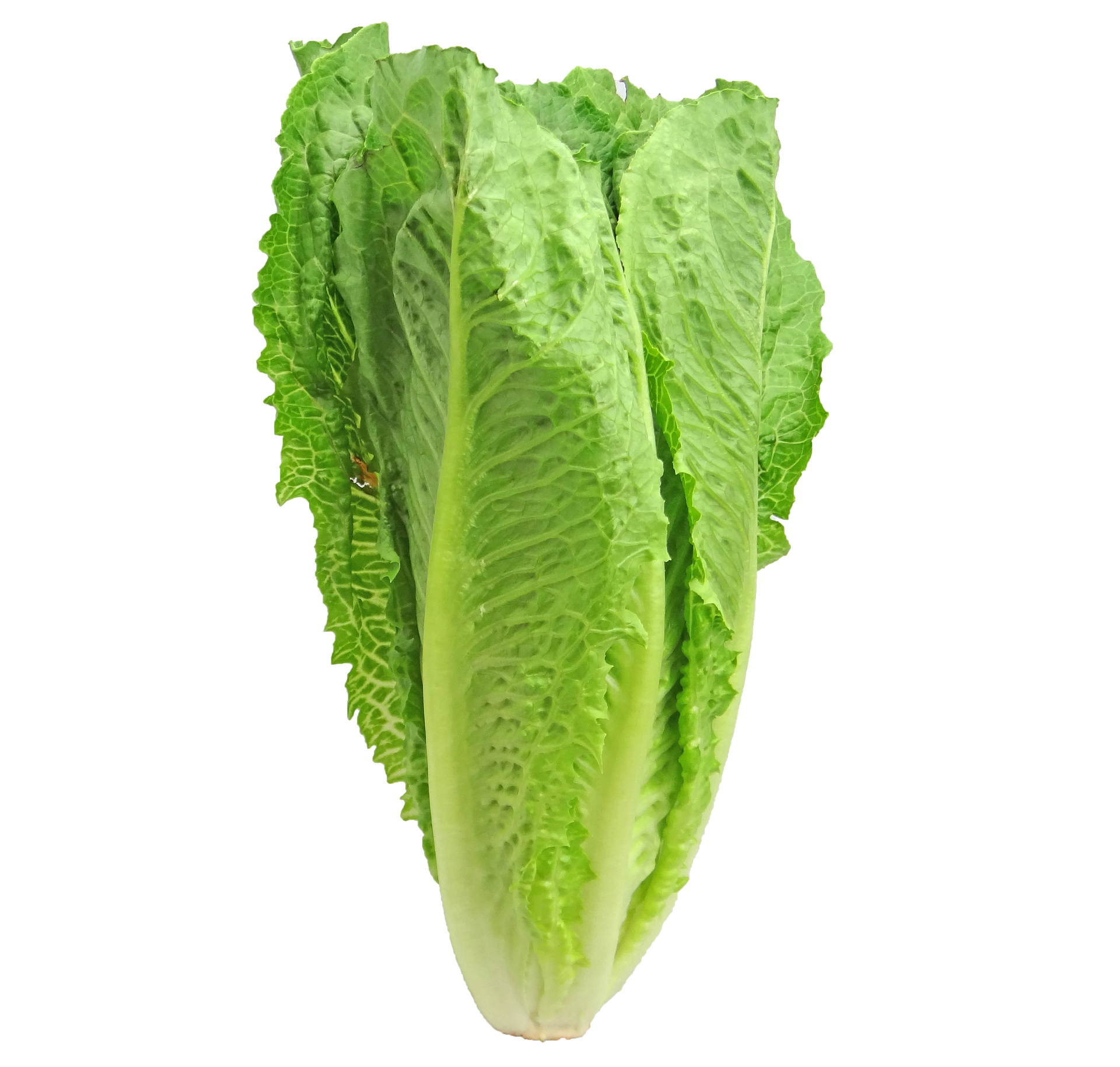 romaine lettuce, Lettuce nutrition facts and health benefits,  romaine lettuce nutrition, iceberg lettuce nutrition, butterhead lettuce, butter nutrition, vegetables, leaf lettuce nutrition, lettuce healt