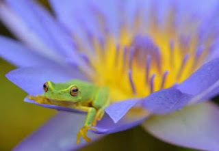 Dainty in the pond of thought