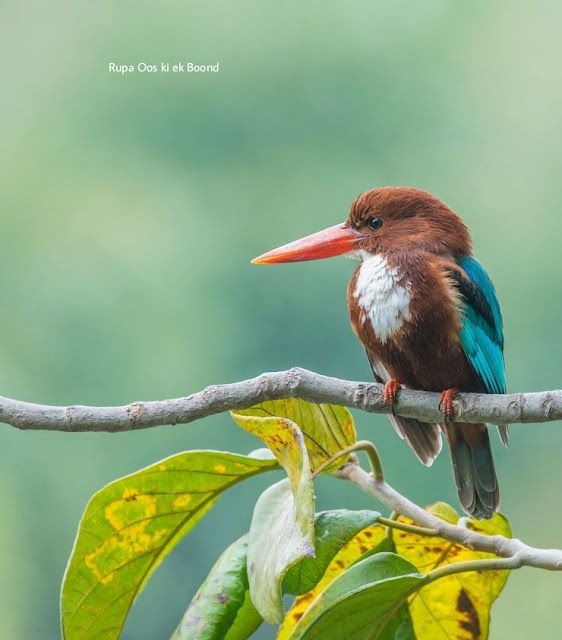 पश्चिम बंगाल का राज्य पक्षी (State Bird of West Bangal) || श्वेतग्रीवा किलकिला ( White-throaterd kingfishe) || Halcyon smyrnensis ||