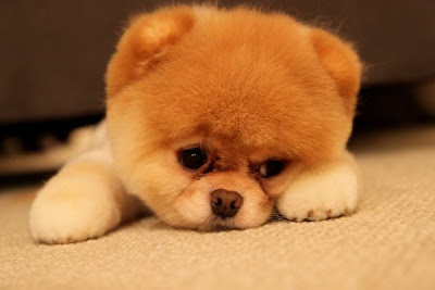 Meet Boo the Cutest Pomeranian Dog Seen On www.coolpicturegallery.us