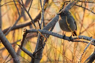 Colirrojo tizón (Phoenicurus ochruros) Black Redstart