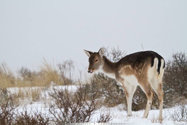 Damhert - Fallow Deer - Dama dama