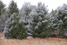 a dusting of snow on conifers