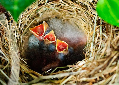 Innocent Bird Babies Photo