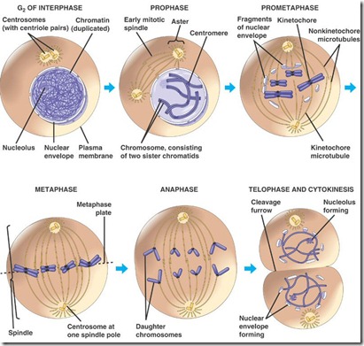 meiosis