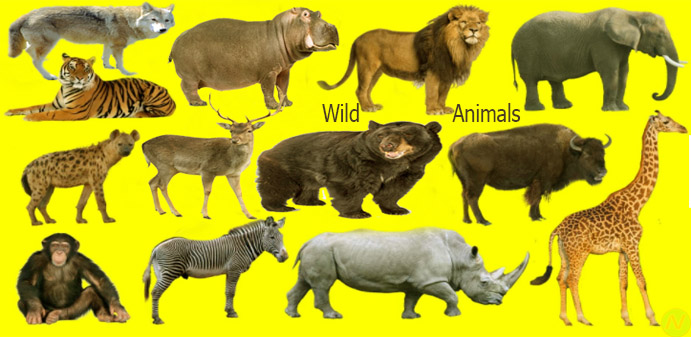 50 Wild Animals Name Meaning Image Necessary Vocabulary Necessary Vocabulary