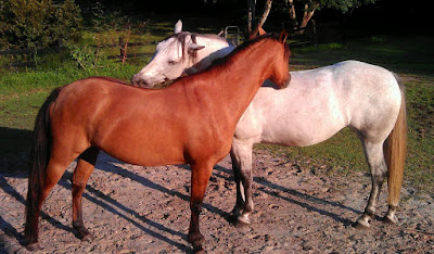 Dos caballos, uno blanco y el otro castaño, rascándose mutuamente la espalda con los dientes