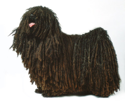 Hungarian Puli