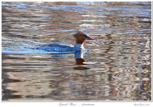 Ipswich River: ... downstream...