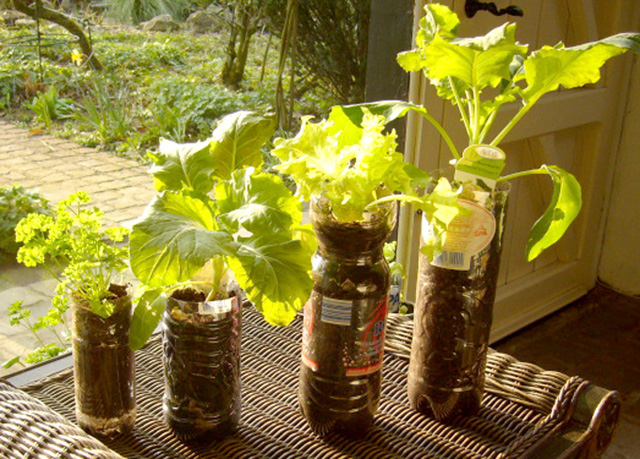 Plantando em garrafas plásticas