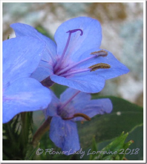 01-18-blue-sage