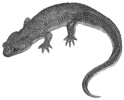 Rough-skinned Newt art by Wallace Edward
